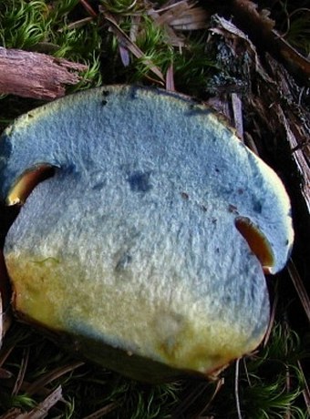 Boletus luridiformis