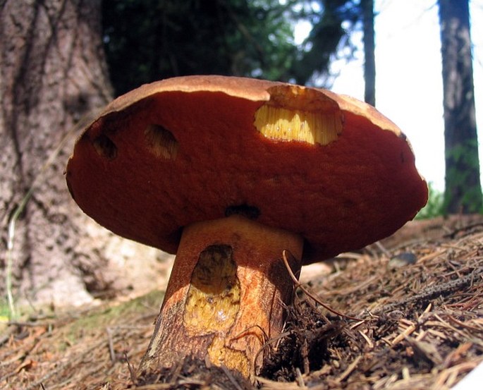 Boletus luridiformis