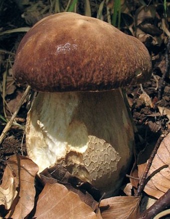 Boletus reticulatus