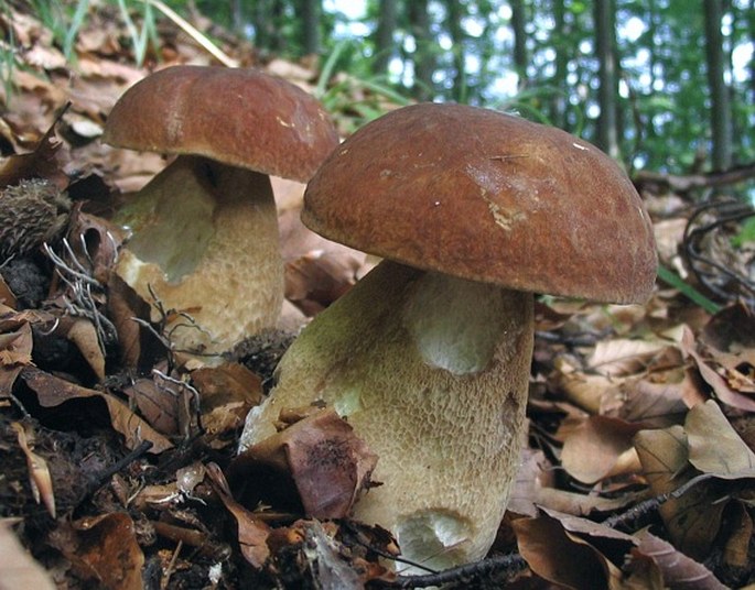 Boletus reticulatus