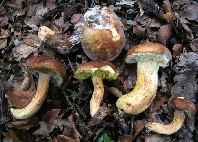 Xerocomus subtomentosus