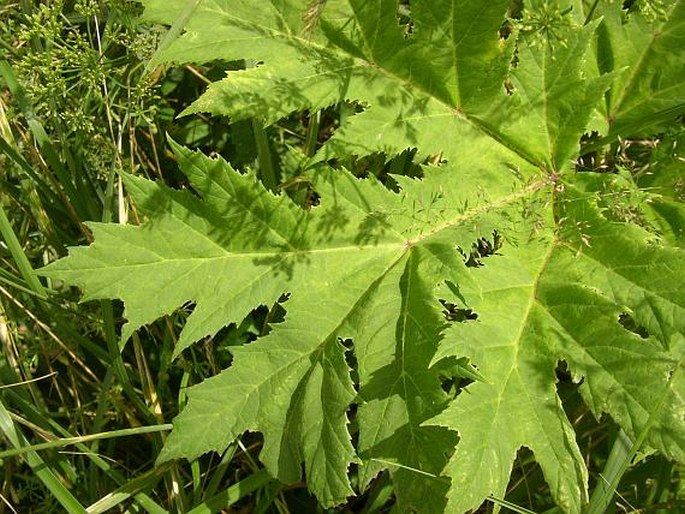 Heracleum mantegazzianum