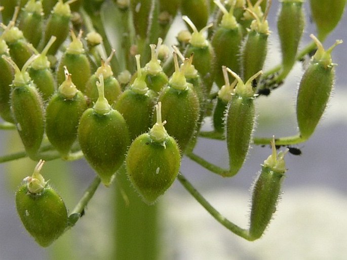 Heracleum mantegazzianum