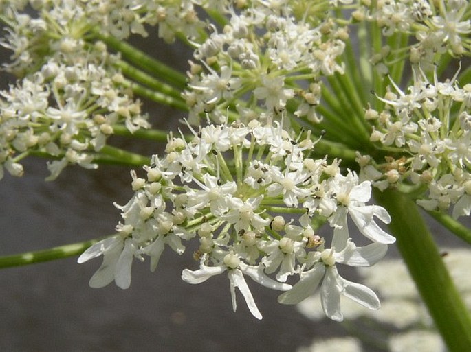 Heracleum mantegazzianum