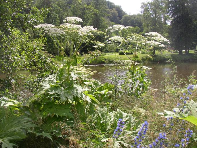 Heracleum mantegazzianum