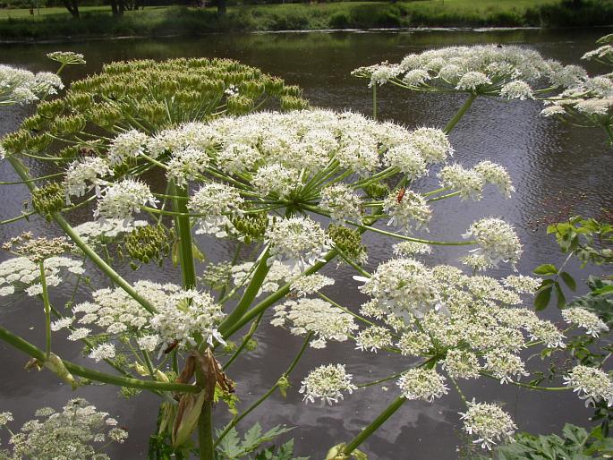 HERACLEUM MANTEGAZZIANUM Sommier et Levier – bolševník velkolepý / boľševník obrovský