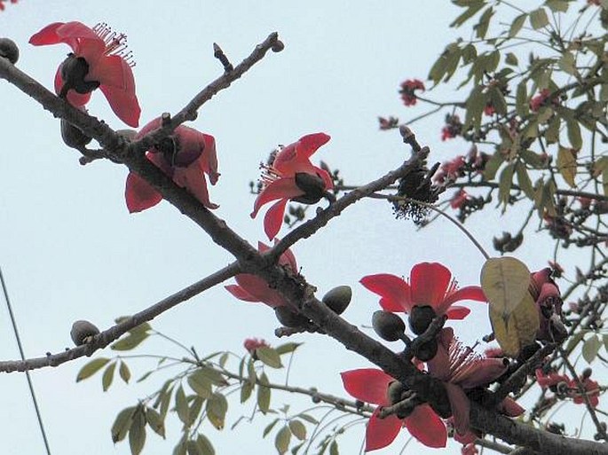 Bombax ceiba