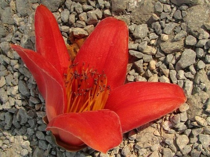 Bombax ceiba