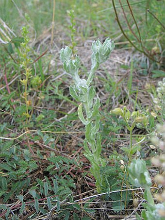 Bombycilaena erecta