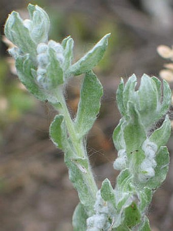 Bombycilaena erecta