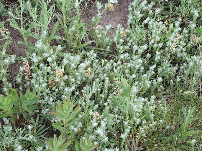 Bombycilaena erecta