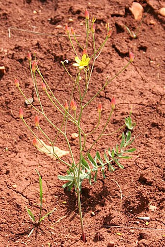 Bongardia chrysogonum