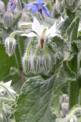 Borago officinalis