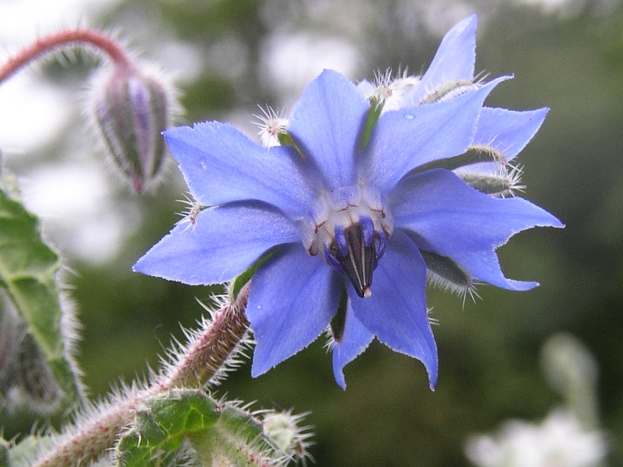 BORAGINACEAE Juss. – brutnákovité