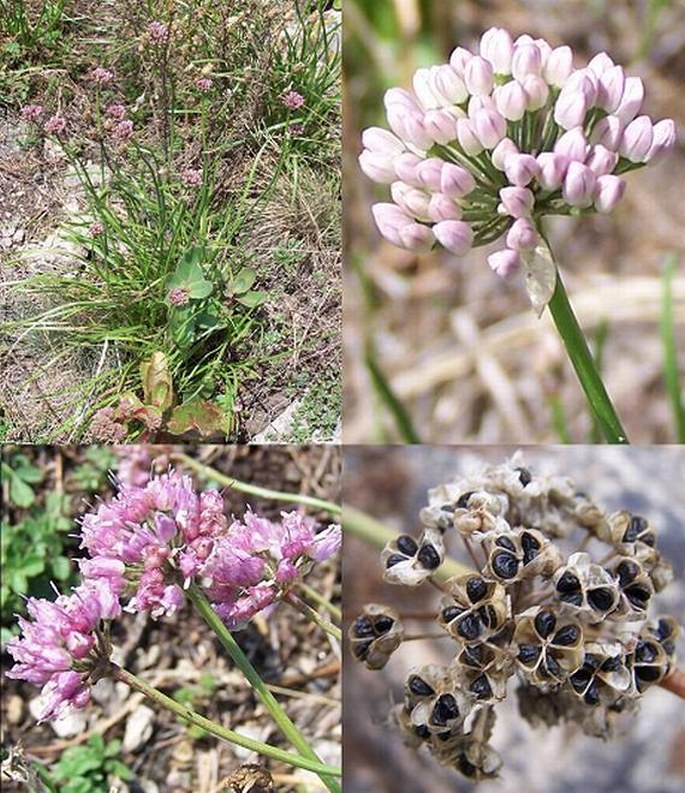 Česnek šerý horský (Allium senescens subsp. montanum)