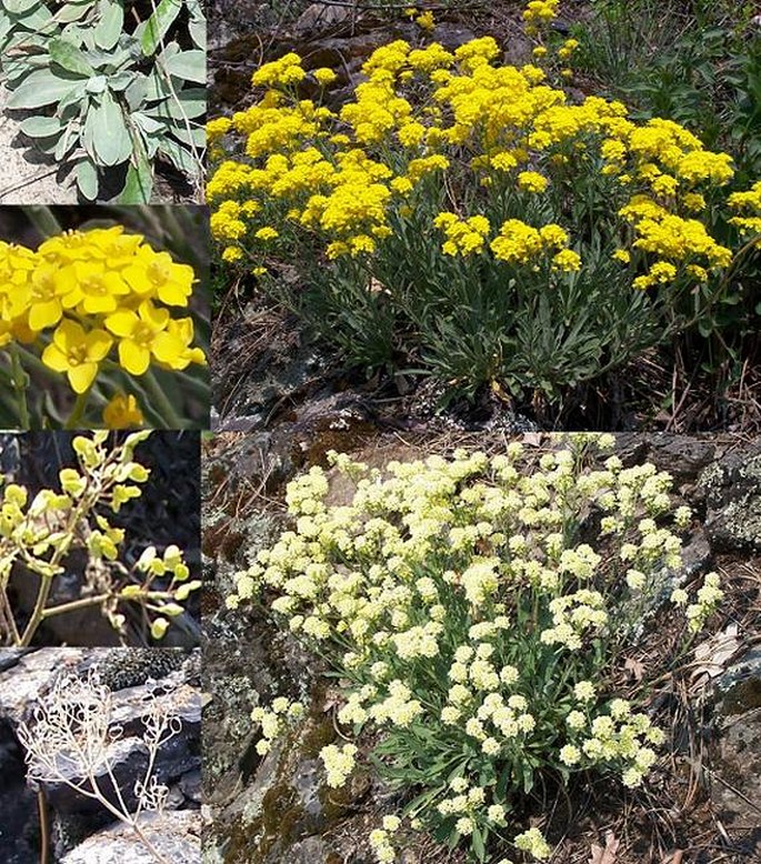 Tařice skalní (Aurinia saxatilis)