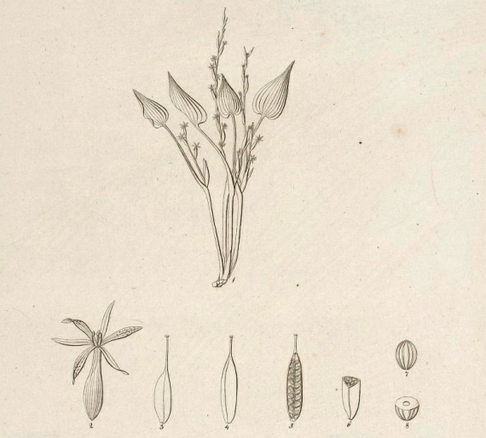 Symbolae botanicae