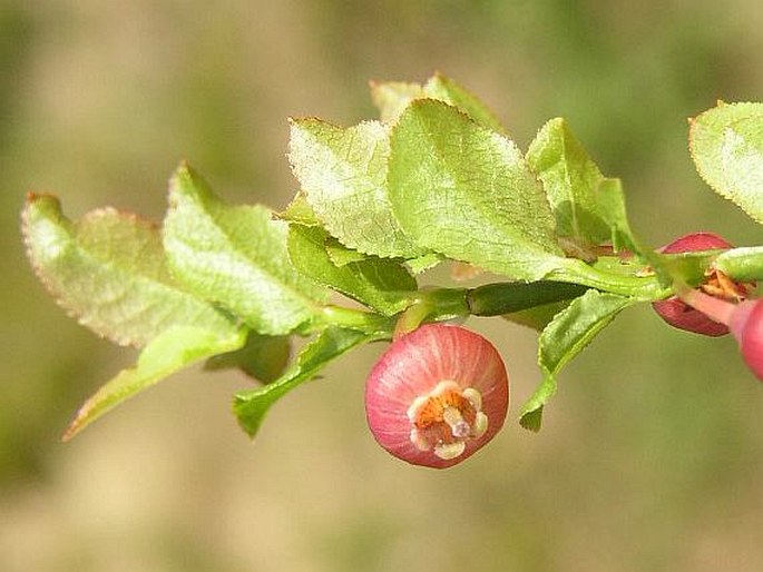 VACCINIUM MYRTILLUS L. – borůvka (brusnice borůvka) / brusnica čučoriedková
