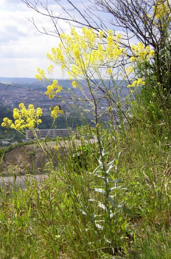 Isatis tinctoria