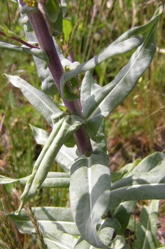 Isatis tinctoria