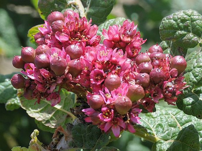 Boswellia ameero