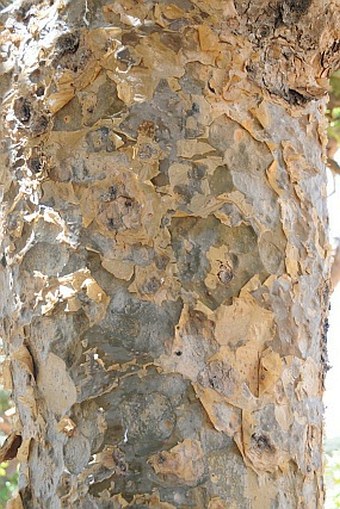 Boswellia elongata