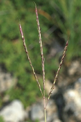 Bothriochloa ischaemum