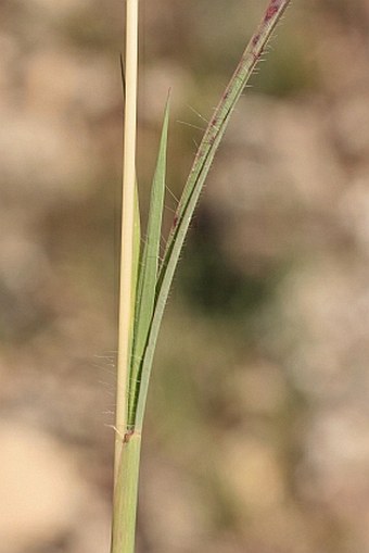 Bothriochloa ischaemum