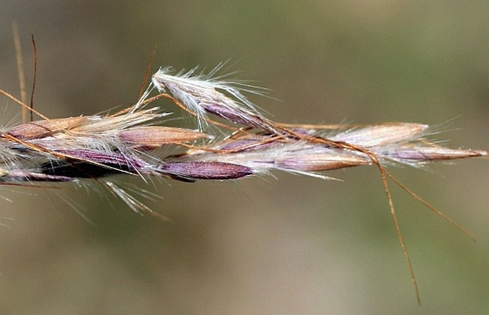 Bothriochloa ischaemum