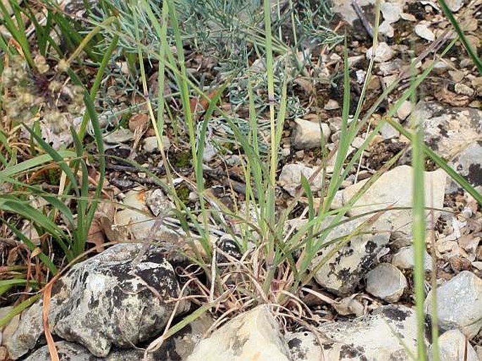 Bothriochloa ischaemum