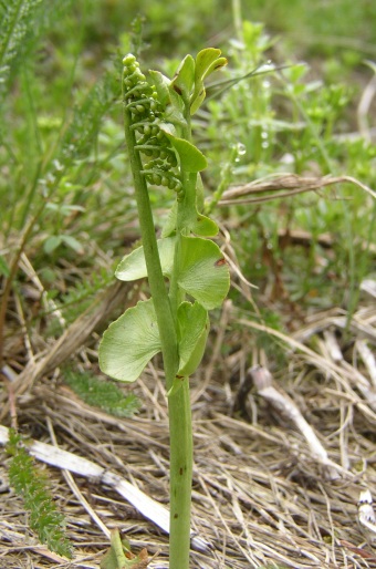 Botrychium lunaria