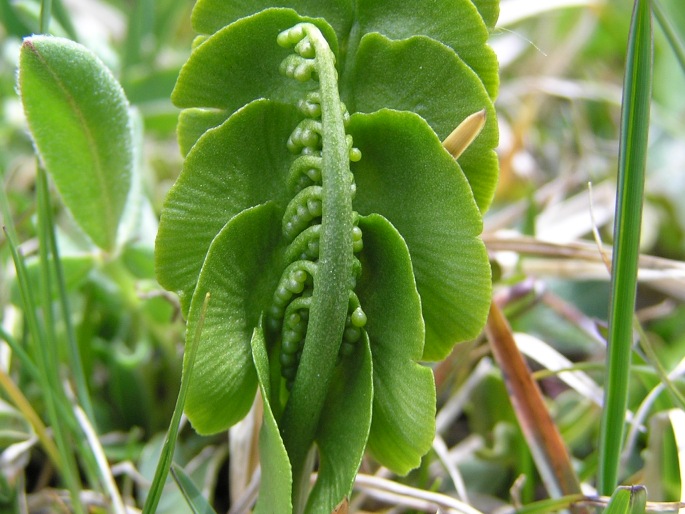 Botrychium lunaria