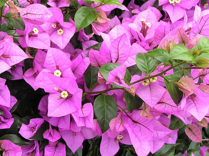 BOUGAINVILLEA GLABRA Choisy