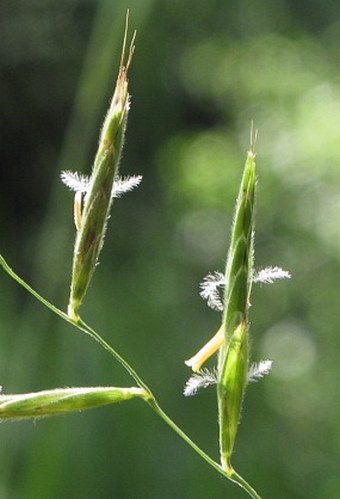 Brachypodium pinnatum