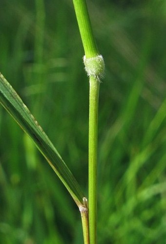 Brachypodium pinnatum