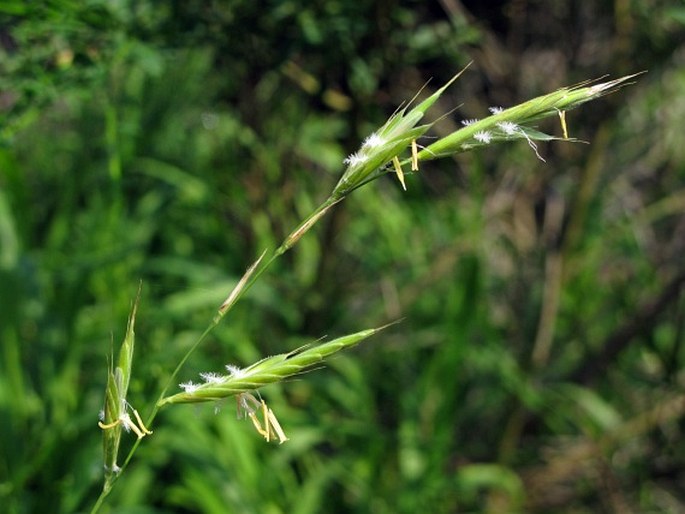 BRACHYPODIUM PINNATUM (L.) P. Beauv. – válečka prapořitá / mrvica peristá