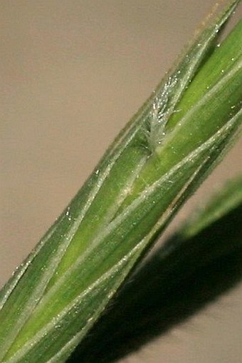 Brachypodium sylvaticum