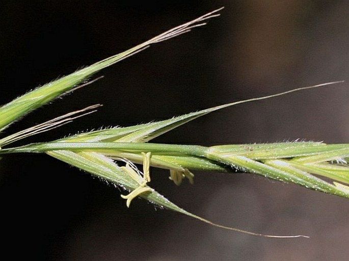 BRACHYPODIUM SYLVATICUM (Huds.) P. Beauv. – válečka lesní / mrvica lesná