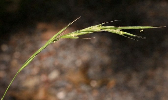 Brachypodium sylvaticum