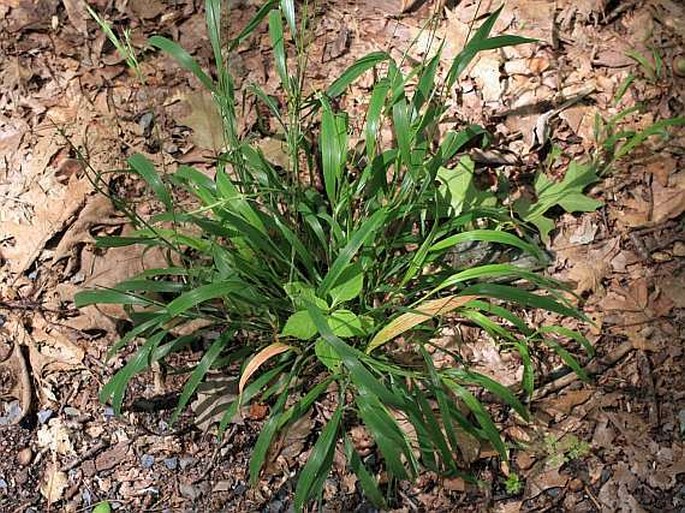 Brachypodium sylvaticum