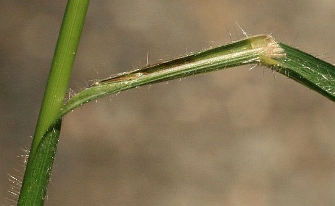 Brachypodium sylvaticum