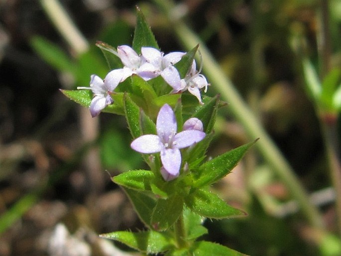 Sherardia arvensis