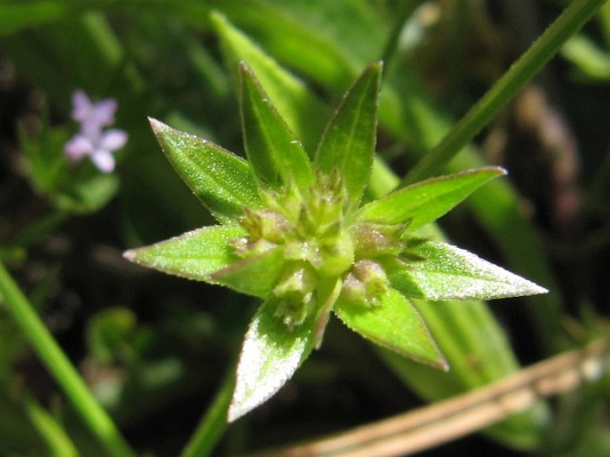 Sherardia arvensis