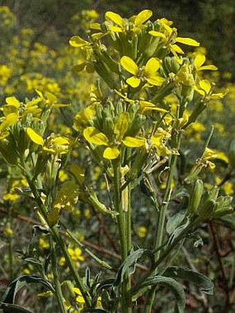 Erysimum