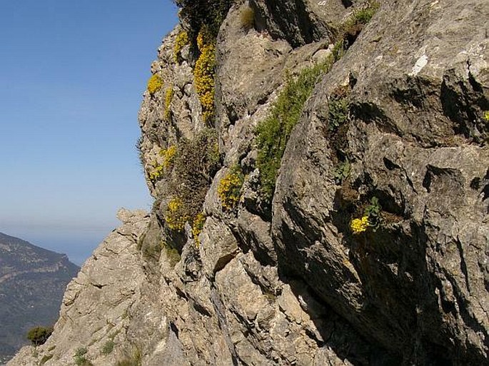 Brassica balearica