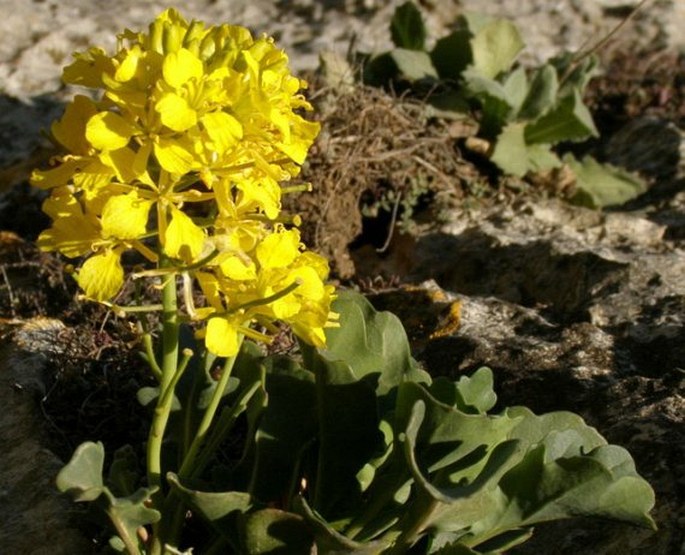 Brassica balearica