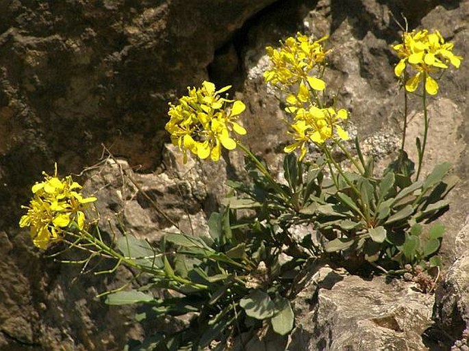 Brassica balearica