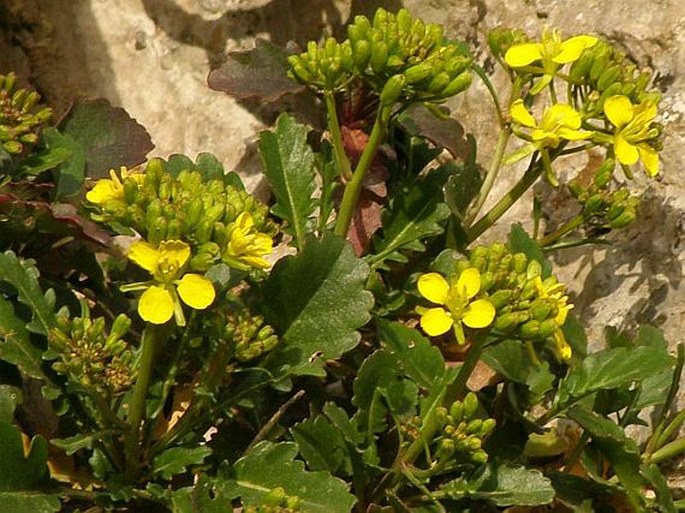 Brassica balearica