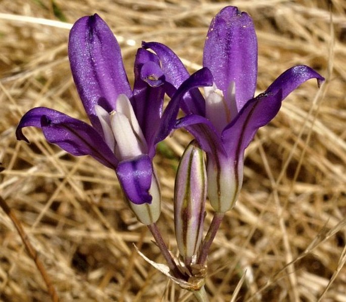 Brodiaea coronaria