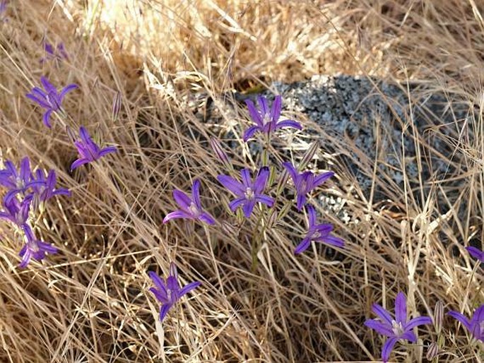 Brodiaea coronaria